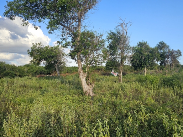Venta En Cumayasa – Solar 15,853 Metros